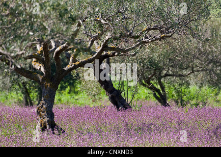 olive tree (Olea europaea ssp. sativa), olive grove, Italy Stock Photo