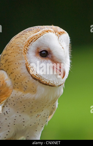 barn owl (Tyto alba), portrait, Germany, Bavaria