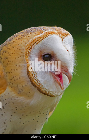 barn owl (Tyto alba), calling, Germany, Bavaria Stock Photo