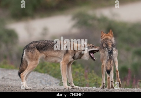 Gray wolf (Canis lupus) in dominance display Denali National Park, Alaska. Stock Photo