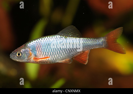 red shiner (Notropis lutrensis, Cyprinella lutrensis), male Stock Photo