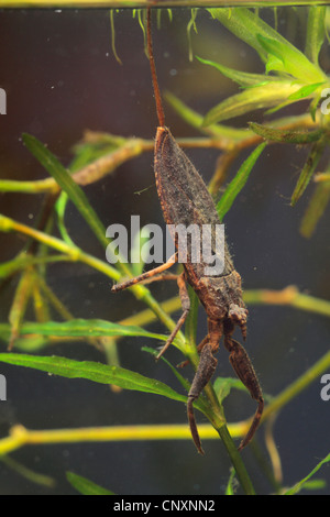 water scorpion (Nepa cinerea, Nepa rubra), sitting at a plant, Germany Stock Photo