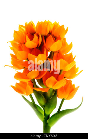Sun Star flower on a white background Stock Photo