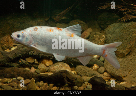 ide, orfe (Leuciscus idus), white morph, Germany Stock Photo