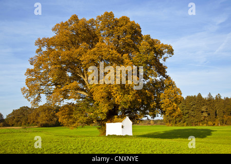 small-leaved lime, littleleaf linden, little-leaf linden (Tilia cordata), 500 years old lime tree with Virgin mary church in autumn, Germany, Bavaria Stock Photo