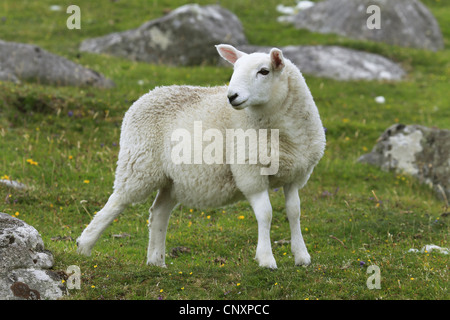 domestic sheep (Ovis ammon f. aries), lamb on a pasture, United Kingdom, Scotland Stock Photo