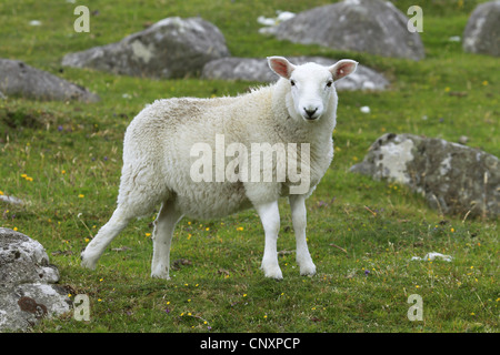 domestic sheep (Ovis ammon f. aries), lamb on a pasture, United Kingdom, Scotland Stock Photo