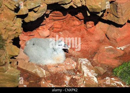 northern fulmar (Fulmarus glacialis), squeaker on a cliff, United Kingdom, Scotland, Handa Island Stock Photo