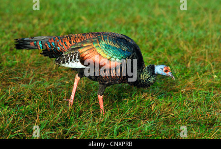 ocellated turkey (Agriocharis ocellata, Meleagris ocellata), in a meadow, Guatemala Stock Photo