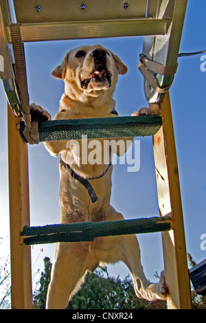 Labrador Retriever (Canis lupus f. familiaris), climbing a ladder Stock Photo