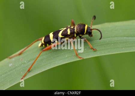 wasp beetle (Clytus arietis), sitting on a grass blade, Germany, North Rhine-Westphalia, Rheine-Elte Stock Photo