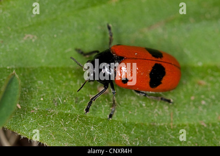 Clytra laeviuscula (Clytra laeviuscula), sitting on a leaf, Germany Stock Photo