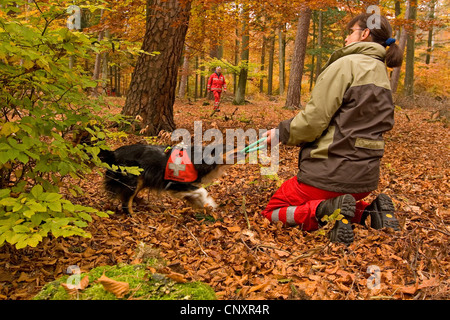 mixed breed dog (Canis lupus f. familiaris), search and rescue dog playing with mistress in autumn forest Stock Photo