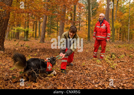 mixed breed dog (Canis lupus f. familiaris), search and rescue dog playing with mistress in autumn forest Stock Photo