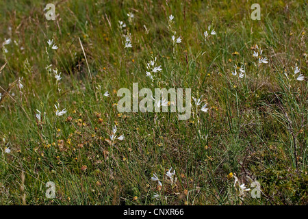 St. Bernard's lily (Anthericum liliago), blooming, Germany Stock Photo