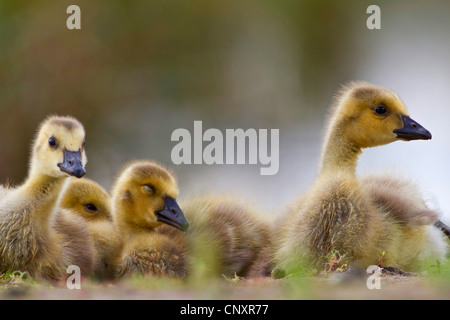 Canada goose (Branta canadensis), chicks, Germany, North Rhine-Westphalia