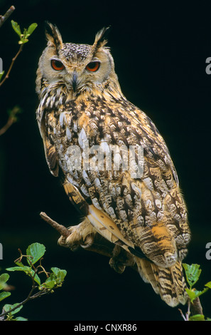 Indian eagle owl (Bubo bengalensis, Bubo bubo bengalensis), sitting on a leaf Stock Photo