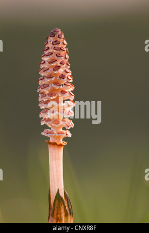 field horsetail (Equisetum arvense), cone, Germany, North Rhine-Westphalia, Emsaue, Rheine-Elte Stock Photo