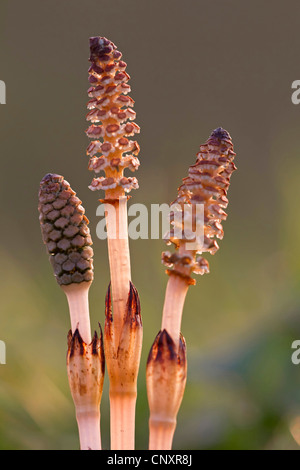 field horsetail (Equisetum arvense), cones, Germany, North Rhine-Westphalia Stock Photo