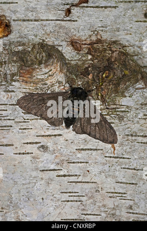 Peppered moth (Biston betularia f. carbonaria, Biston betularius), dark form, black-bodied, Germany Stock Photo