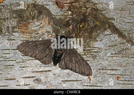 Peppered moth (Biston betularia f. carbonaria, Biston betularius), dark form, black-bodied, Germany Stock Photo