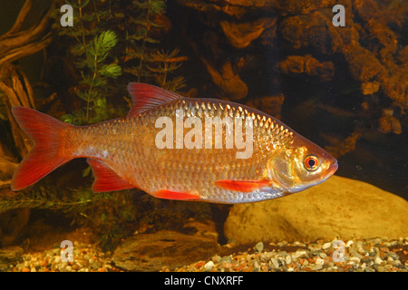 Common rudd (Scardinius erythrophthalmus), cultivated form Stock Photo