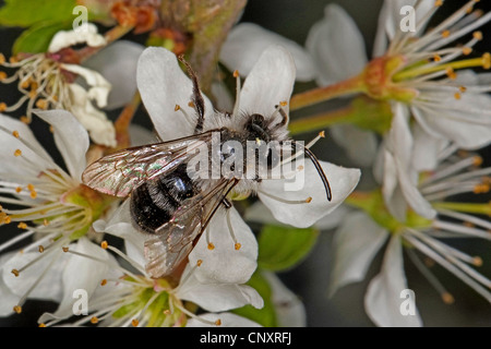 Ashy Mining-bee (Andrena cineraria), male on white flowers, Germany Stock Photo