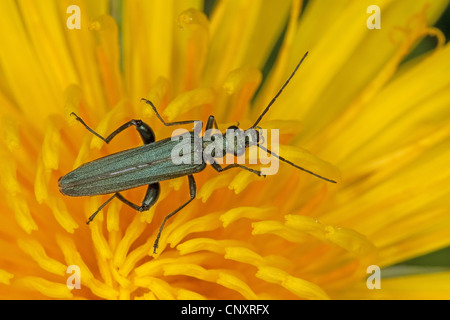 Pollen-feeding Beetle, Thick-legged Flower Beetle, false blister beetle (Oedemera virescens), sitting on a dandelion blossom Stock Photo