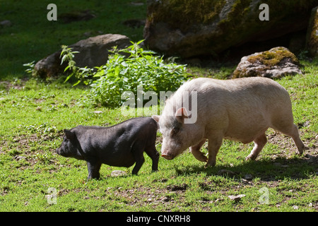 Vietnamese pot-bellied pig (Sus scrofa f. domestica), two pigs in meadow Stock Photo