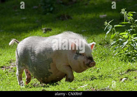 Vietnamese pot-bellied pig (Sus scrofa f. domestica), sow in meadow Stock Photo