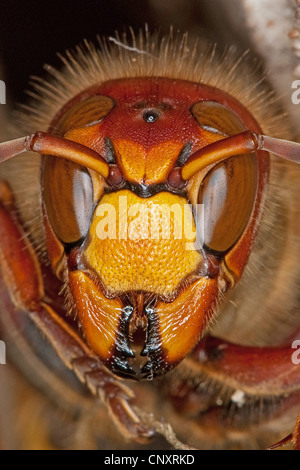 hornet, brown hornet, European hornet (Vespa crabro), portrait, Germany Stock Photo