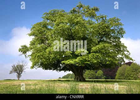 Solitary European hornbeam (Carpinus betulus) tree in meadow in spring, Belgium Stock Photo