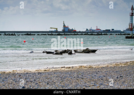 gray seal (Halichoerus grypus), colony at the beach with harbour in the background, Germany, Schleswig-Holstein, Heligoland Stock Photo