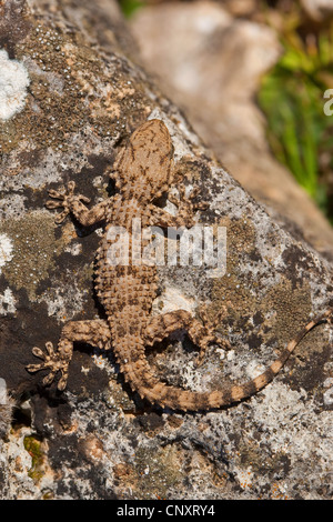 common wall gecko, Moorish gecko (Tarentola mauritanica), sitting on a lichen-covered stone perfectly camouflaged Stock Photo