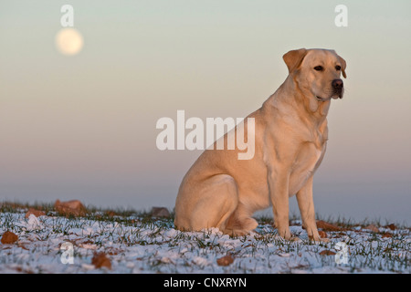 Labrador Retriever (Canis lupus f. familiaris), sitting alone on snow-covered lawn Stock Photo