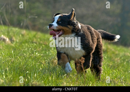 Bernese Mountain Dog (Canis lupus f. familiaris), running through a meadow Stock Photo
