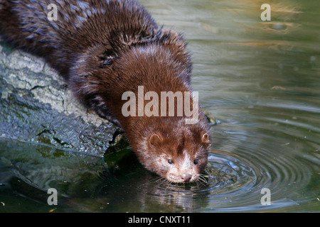 American mink (Mustela vison), sitting on a log at a riverside drinking, Germany Stock Photo