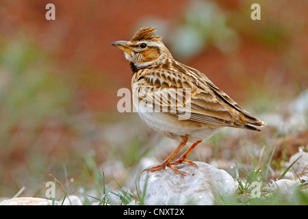 bimaculated lark (Melanocorypha bimaculata), sitting on a stone, Turkey, Nigde Stock Photo