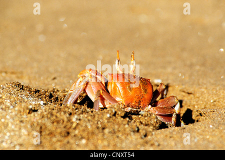 ghost crab, fiddler crab (Ocypodidae), Ghost Crab, Ecuador, Galapagos Islands Stock Photo