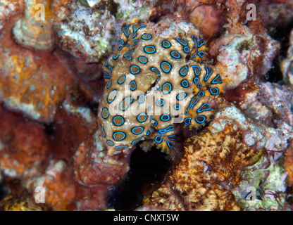 a blue-ringed octopus Stock Photo