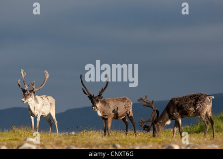 European reindeer, European caribou (Rangifer tarandus), three reindeers in a meadow, Norway Stock Photo