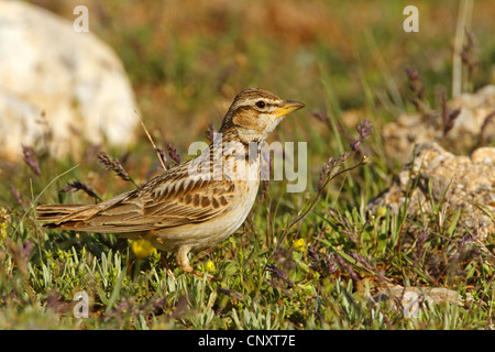 bimaculated lark (Melanocorypha bimaculata), sitting on the ground, Turkey, Nigde Stock Photo