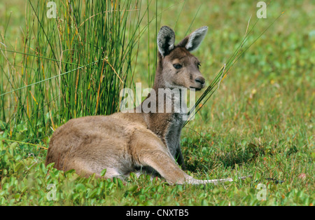 red kangaroo, plains Kangaroo, blue flier (Macropus rufus, Megaleia rufa), lying on the ground, Australia, Grampians National Park Stock Photo