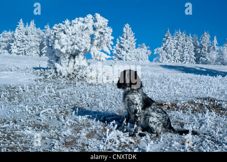 Large Munsterlander (Canis lupus f. familiaris), sitting on a frosty meadow, Germany, Baden-Wuerttemberg, Swabian Alb Stock Photo