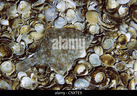 plaice, European plaice (Pleuronectes platessa), on shells Stock Photo