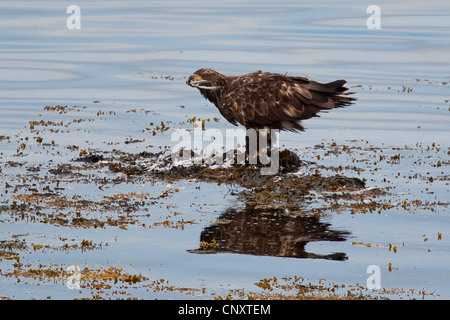 white-tailed sea eagle (Haliaeetus albicilla), sitting on seaweeds at the coast and plucking a gull Stock Photo