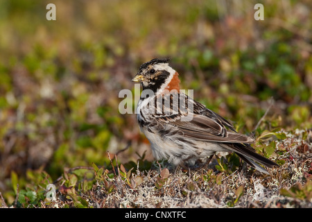 Lapland bunting (Calcarius lapponicus), male sitting on the ground Stock Photo