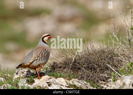 chukar partridge (Alectoris chukar), sitting on the ground, Turkey, Adyaman, Nemrut Dagi, Karadut Stock Photo