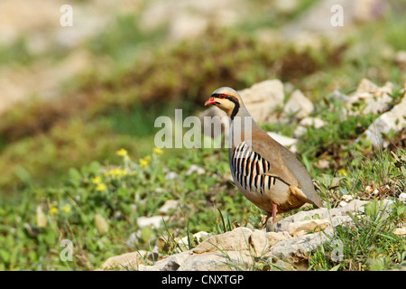 chukar partridge (Alectoris chukar), sitting on the ground on a stone, Turkey, Adyaman, Nemrut Dagi, Karadut Stock Photo