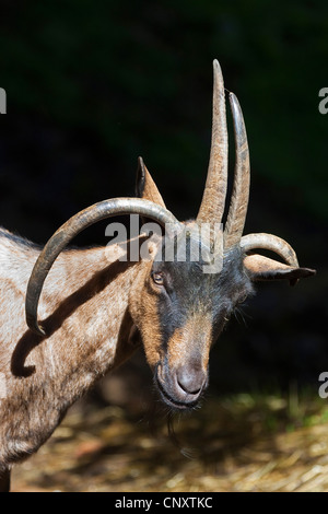 Four Horn Goat, Four-Horn-Goat (Capra hircus, Capra aegagrus f. hircus), portrait Stock Photo